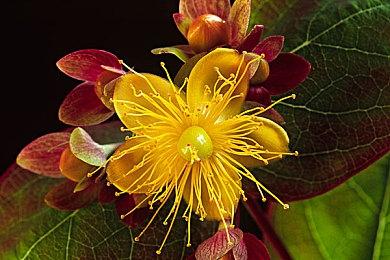 Lancarse《罪恶王权》新预告片展示盟友角色